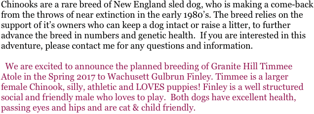 Chinooks are a rare breed of New England sled dog, who is making a come-back from the throws of near extinction in the early 1980’s. The breed relies on the support of it’s owners who can keep a dog intact or raise a litter, to further advance the breed in numbers and genetic health.  If you are interested in this adventure, please contact me for any questions and information.
 
  We are excited to announce the planned breeding of Granite Hill Timmee Atole in the Spring 2017 to Wachusett Gulbrun Finley. Timmee is a larger female Chinook, silly, athletic and LOVES puppies! Finley is a well structured social and friendly male who loves to play.  Both dogs have excellent health, passing eyes and hips and are cat & child friendly.    

